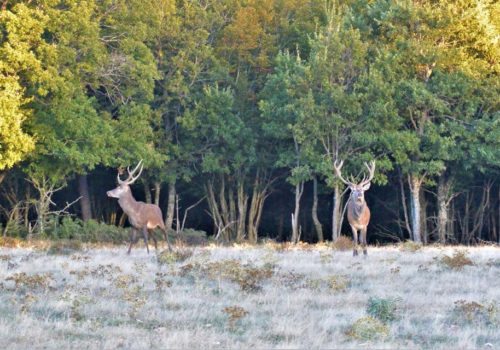 Journée Rando écosystème Et Brâme Du Cerf Ventoux Saveurs