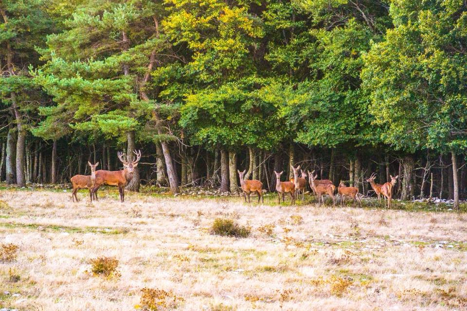 Soirée Rando écosystème Et Brâme Du Cerf Ventoux Saveurs